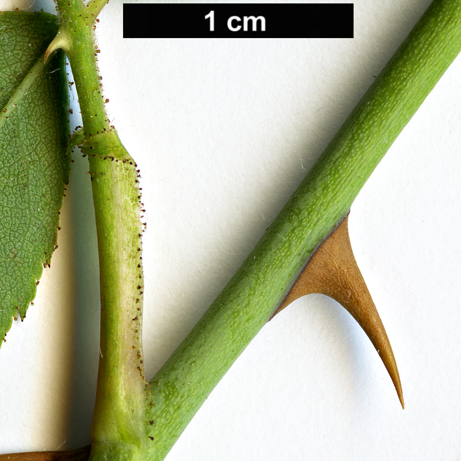 High resolution image: Family: Rosaceae - Genus: Rosa - Taxon: abietina